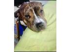 Adopt Lily a Brindle Staffordshire Bull Terrier / Mixed dog in Bronx