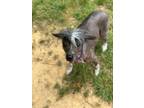 Adopt Marianne a Gray/Silver/Salt & Pepper - with White Xoloitzcuintle/Mexican