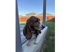 Adopt Frida a Brown/Chocolate - with White Basset Hound / Mixed dog in Converse