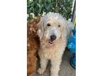 Adopt Dolly a White - with Tan, Yellow or Fawn Goldendoodle / Mixed dog in New