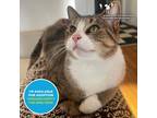 Adopt Pizzeria a Brown Tabby Domestic Shorthair / Mixed Breed (Medium) / Mixed