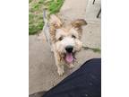 Adopt Chad a Tan/Yellow/Fawn Terrier (Unknown Type, Medium) / Mixed dog in
