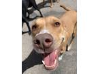 Adopt Shea a Tan/Yellow/Fawn - with White American Pit Bull Terrier / Mixed dog