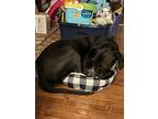 Adopt Cleopatra a Black Great Dane / Boxer / Mixed dog in St Peters