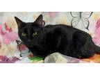 Adopt Arabella a All Black Domestic Shorthair (short coat) cat in Stockton