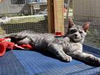 Adopt Klaus a Gray, Blue or Silver Tabby American Shorthair (short coat) cat in