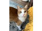 Adopt Thomas a Orange or Red Domestic Shorthair / Mixed (short coat) cat in
