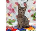 Adopt Katie a Gray, Blue or Silver Tabby Domestic Shorthair (short coat) cat in