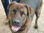 Adopt Prince Charming a Brindle Mixed Breed (Large) / Mixed dog in Georgetown