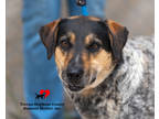Adopt Moon a Black Bluetick Coonhound / Mixed dog in Toccoa, GA (41307132)