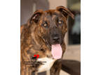 Adopt Drool a Brindle Retriever (Unknown Type) / Mixed dog in Toccoa