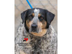 Adopt Star a Black Bluetick Coonhound / Mixed Breed (Medium) / Mixed (short