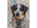 Adopt Star a Black Bluetick Coonhound / Mixed dog in Toccoa, GA (41307131)
