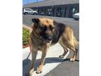 Adopt LOUISIANA a Black German Shepherd Dog / Mixed dog in Huntington Beach