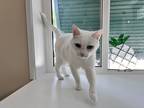 Adopt Snow a White Domestic Mediumhair / Mixed (medium coat) cat in Fort Pierce