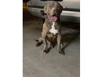 Adopt Trouble a Tricolor (Tan/Brown & Black & White) American Pit Bull Terrier /