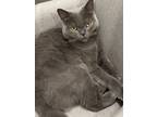 Adopt Shiwan a Gray or Blue British Shorthair / Mixed (short coat) cat in
