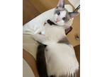 Adopt Billie a White (Mostly) Siamese / Mixed (short coat) cat in Los Angeles