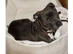 Adopt Mack a Brown/Chocolate American Pit Bull Terrier / American Pit Bull