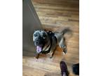 Adopt chloe a Gray/Silver/Salt & Pepper - with White Dutch Shepherd / Mixed dog