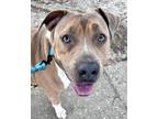 Adopt Bailey a Brown/Chocolate American Pit Bull Terrier / Mixed dog in Oviedo