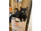 Adopt Sammi a All Black American Shorthair / Mixed (short coat) cat in