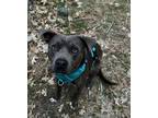 Adopt Sonny a Black - with White Pit Bull Terrier / Mixed dog in Idyllwild