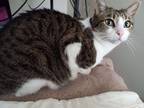 Adopt Leia a Brown Tabby Domestic Shorthair / Mixed (short coat) cat in Yuba