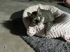 Adopt Scarpia a Gray or Blue Domestic Shorthair / Mixed (medium coat) cat in