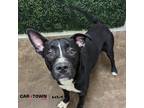 Adopt Caddy a Pit Bull Terrier / Mixed dog in Lexington, KY (41330924)