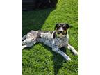 Adopt Jessie a White - with Black Australian Cattle Dog / Mixed dog in Los