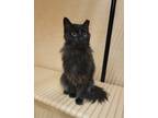 Adopt Lina a All Black Domestic Mediumhair / Domestic Shorthair / Mixed cat in
