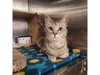 Adopt Pema a Gray or Blue Domestic Shorthair / Domestic Shorthair / Mixed cat in