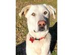 Adopt Tahoe a White Labrador Retriever / German Shepherd Dog / Mixed dog in