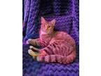 Adopt Tiffany a Spotted Tabby/Leopard Spotted Tabby / Mixed (short coat) cat in