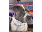 Adopt Rosie a Gray/Silver/Salt & Pepper - with White Staffordshire Bull Terrier