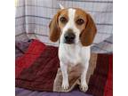 Adopt Clarence aka Clarebear a Tricolor (Tan/Brown & Black & White) Beagle /