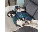 Adopt Lucy, Ethel, Fred and Ricki a Black & White or Tuxedo Tabby / Mixed (short