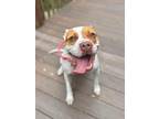 Adopt Temperance a White - with Tan, Yellow or Fawn American Pit Bull Terrier /