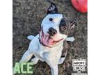 Adopt Ace a White American Pit Bull Terrier / Mixed Breed (Medium) / Mixed