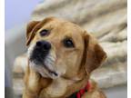 Adopt Big Dan a Brindle Akbash / Labrador Retriever / Mixed (short coat) dog in