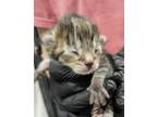 Adopt Balsamic a All Black Domestic Shorthair / Domestic Shorthair / Mixed cat