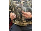 Adopt Princess a Gray or Blue American Shorthair / Mixed (short coat) cat in