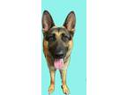 Adopt Vienna a Black German Shepherd Dog / Mixed dog in Fort Worth