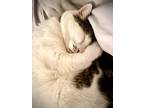 Adopt Lizzie a White (Mostly) Domestic Mediumhair / Mixed (medium coat) cat in