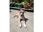 Adopt Sissy a Tan/Yellow/Fawn - with White Pit Bull Terrier / Mixed dog in Los