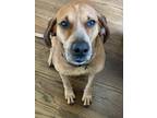 Adopt Harold a Tan/Yellow/Fawn Hound (Unknown Type) / Mixed dog in Glen Mills