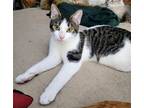 Adopt Spruce a Brown Tabby Domestic Shorthair / Mixed (short coat) cat in