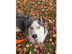 Adopt Luna a Tricolor (Tan/Brown & Black & White) Husky dog in Fresno
