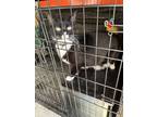 Adopt Penelope a Black (Mostly) American Shorthair / Mixed (short coat) cat in